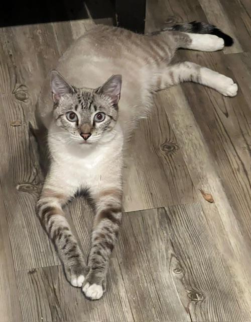 Enlarge Salvador, a ADOPTABLE Siamese in Boston, MA image 2/3