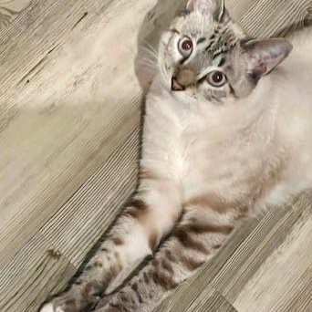 Salvador, ADOPTABLE, Young Male Siamese.