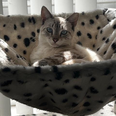 Enlarge Salvador, a ADOPTABLE Siamese in Boston, MA image 3/3