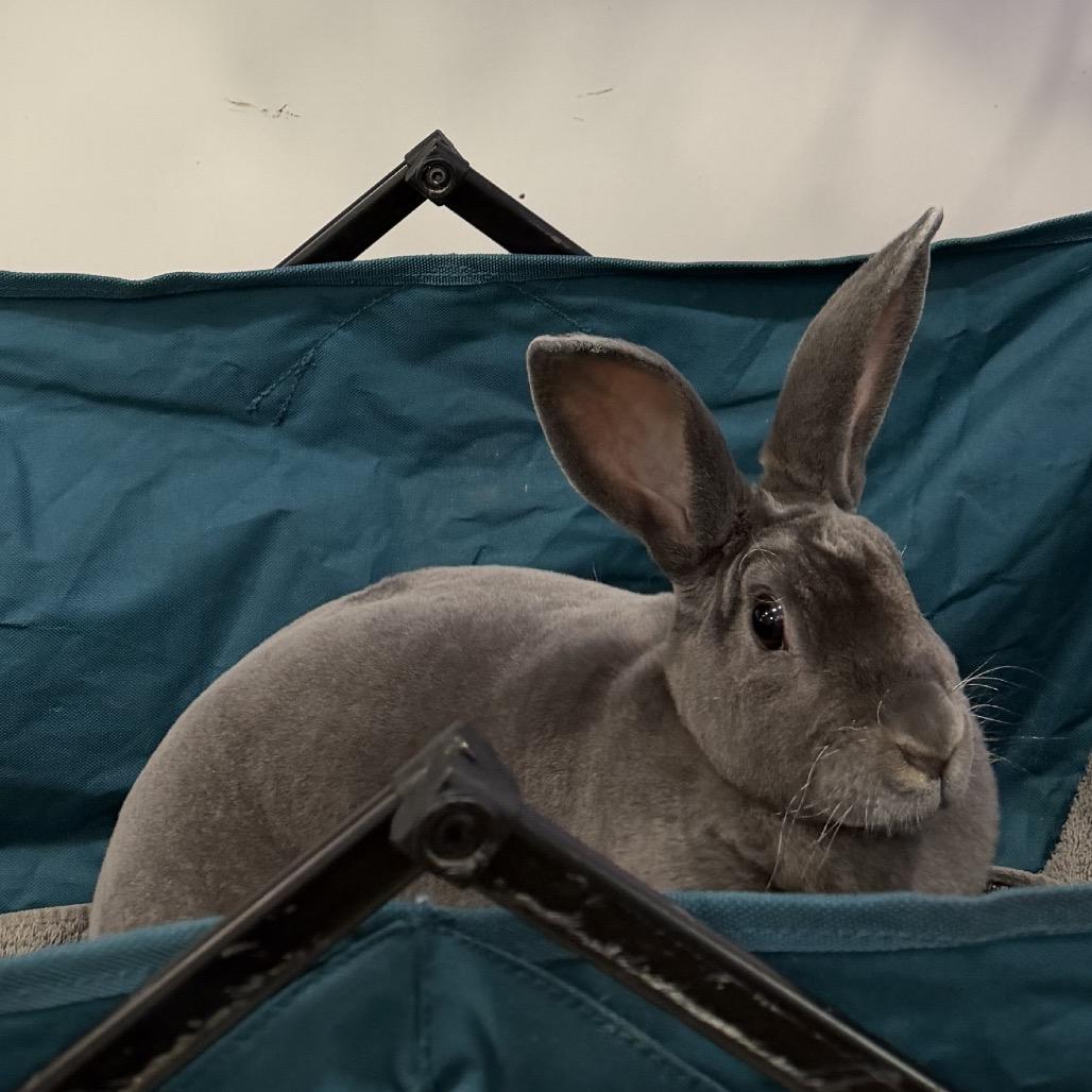 Luna, Adoptable, Young Female Mini Rex.