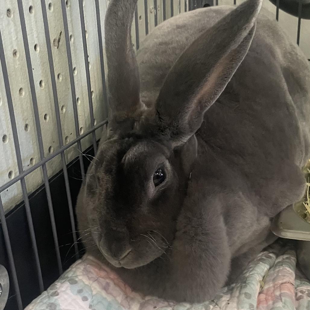 Enlarge Luna, a Adoptable Mini Rex in Waldorf, MD image 2/5