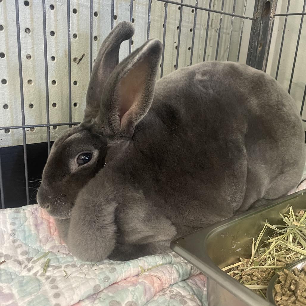 Enlarge Luna, a Adoptable Mini Rex in Waldorf, MD image 3/5