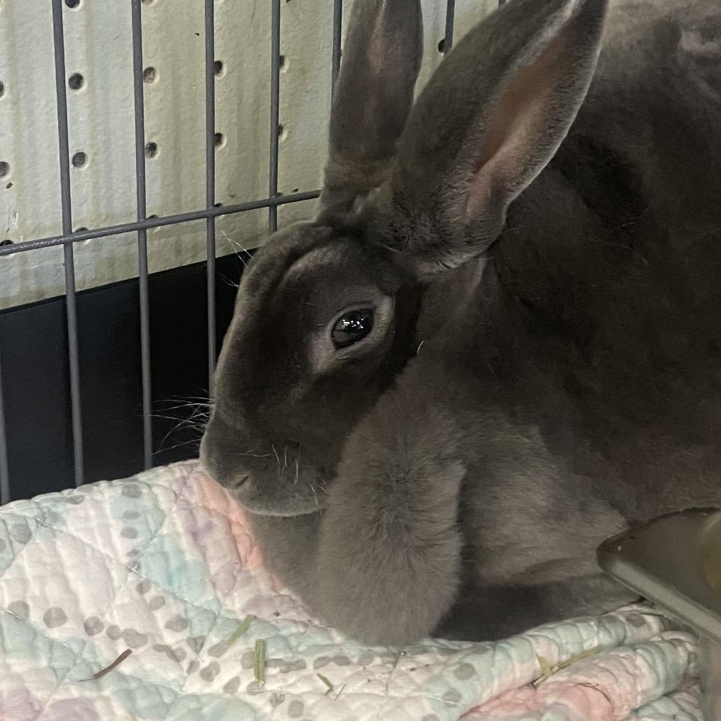 Enlarge Luna, a Adoptable Mini Rex in Waldorf, MD image 4/5