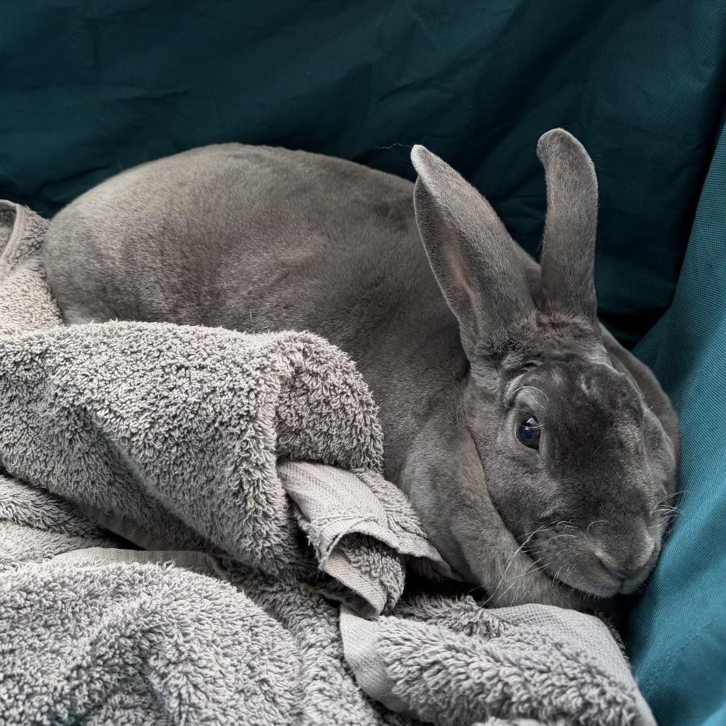 Enlarge Luna, a Adoptable Mini Rex in Waldorf, MD image 5/5