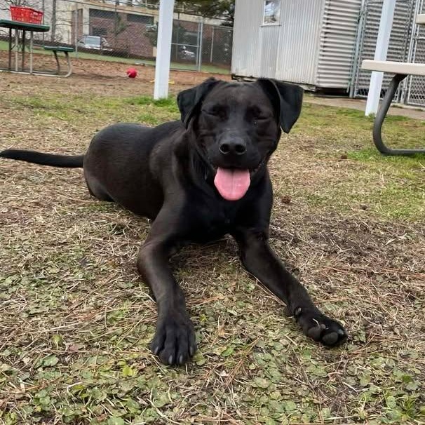 Enlarge Ash, a ADOPTABLE mixed breed in Wilmington, NC image 4/4