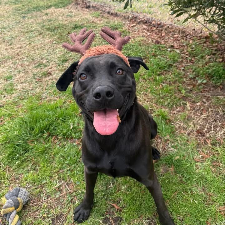 Ash, a ADOPTABLE mixed breed in Wilmington, NC image 3/6