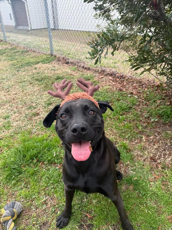 Enlarge Ash, a ADOPTABLE mixed breed in Wilmington, NC image 6/6
