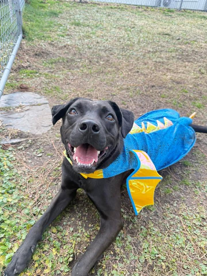 Enlarge Ash, a ADOPTABLE mixed breed in Wilmington, NC image 5/6