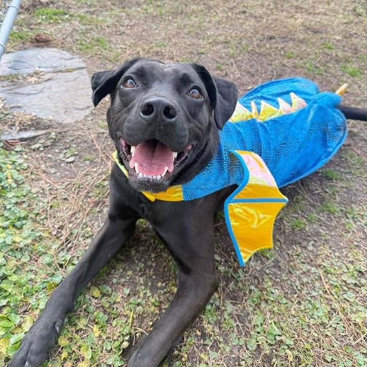 Ash, a ADOPTABLE mixed breed in Wilmington, NC image 5/6