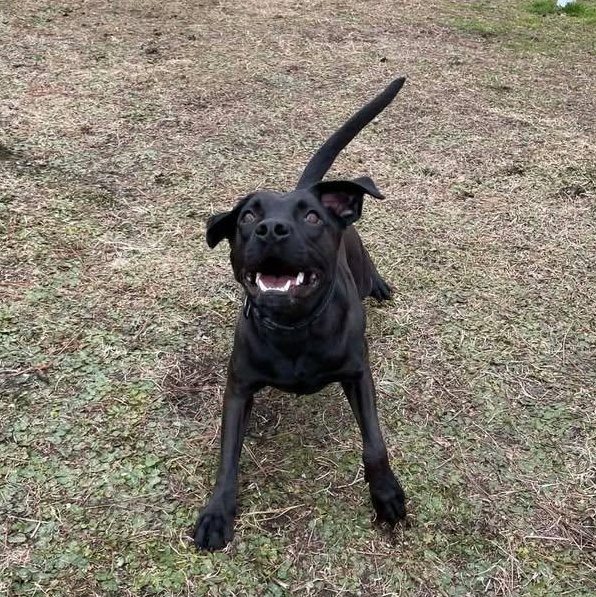 Ash, ADOPTABLE, Young Male Black Labrador Retriever.