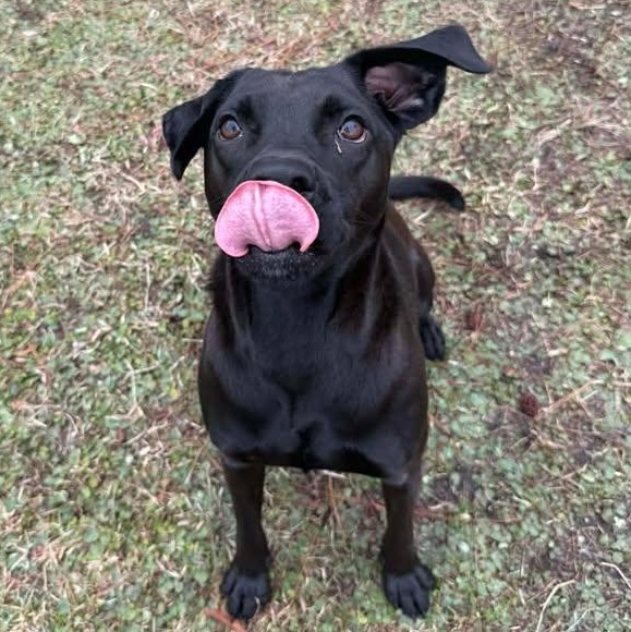 Enlarge Ash, a ADOPTABLE mixed breed in Wilmington, NC image 3/4