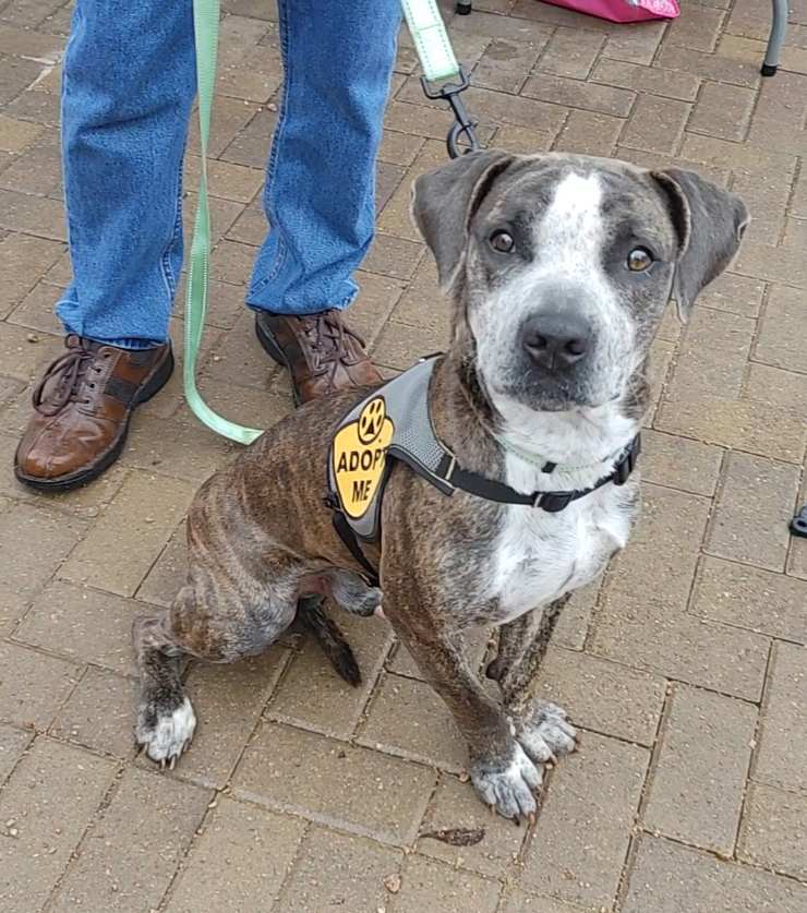 Dog for adoption Granger, an American Staffordshire Terrier Mix in San Marcos , TX Petfinder