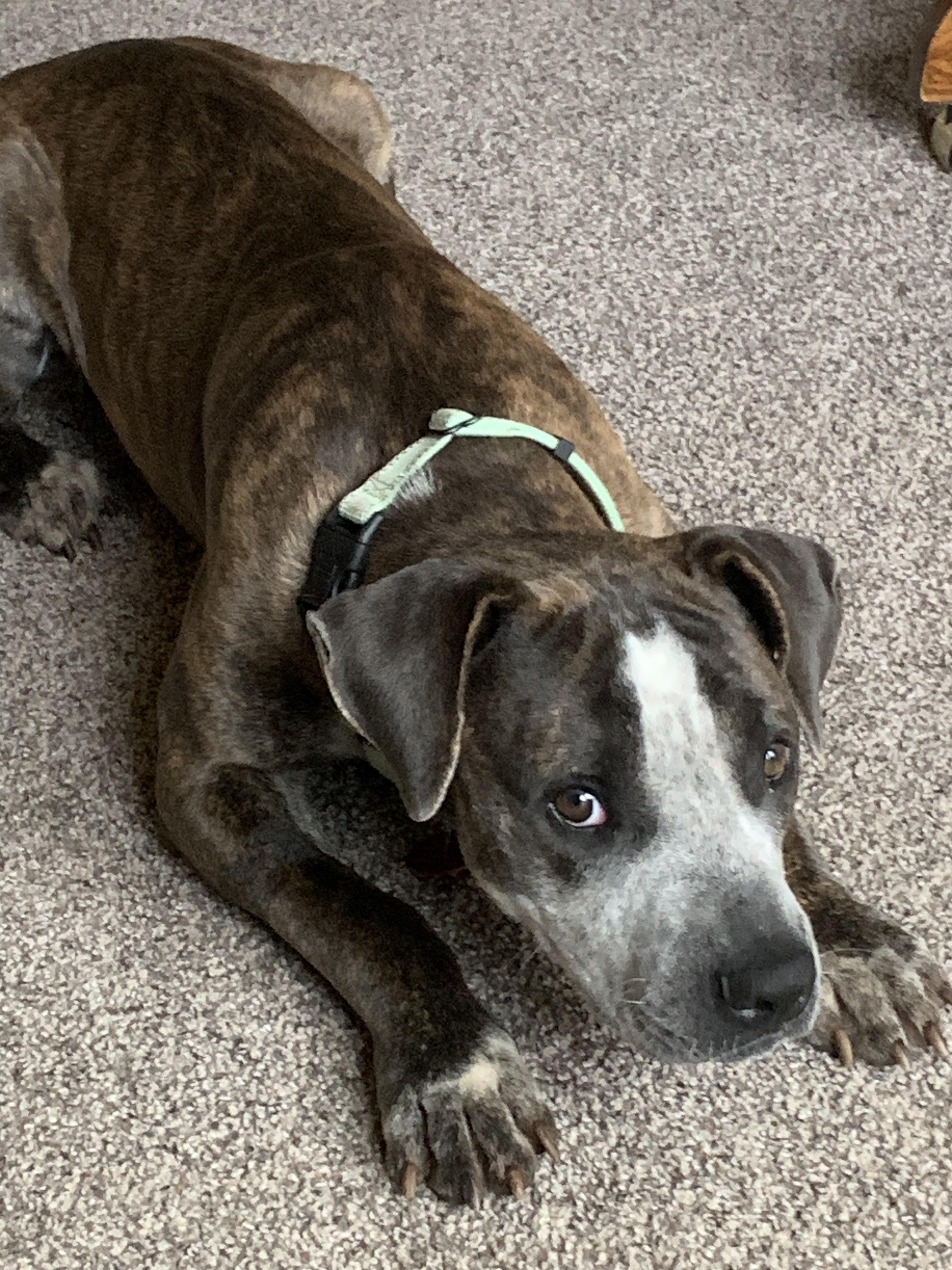 Dog for adoption Granger, an American Staffordshire Terrier Mix in San Marcos , TX Petfinder