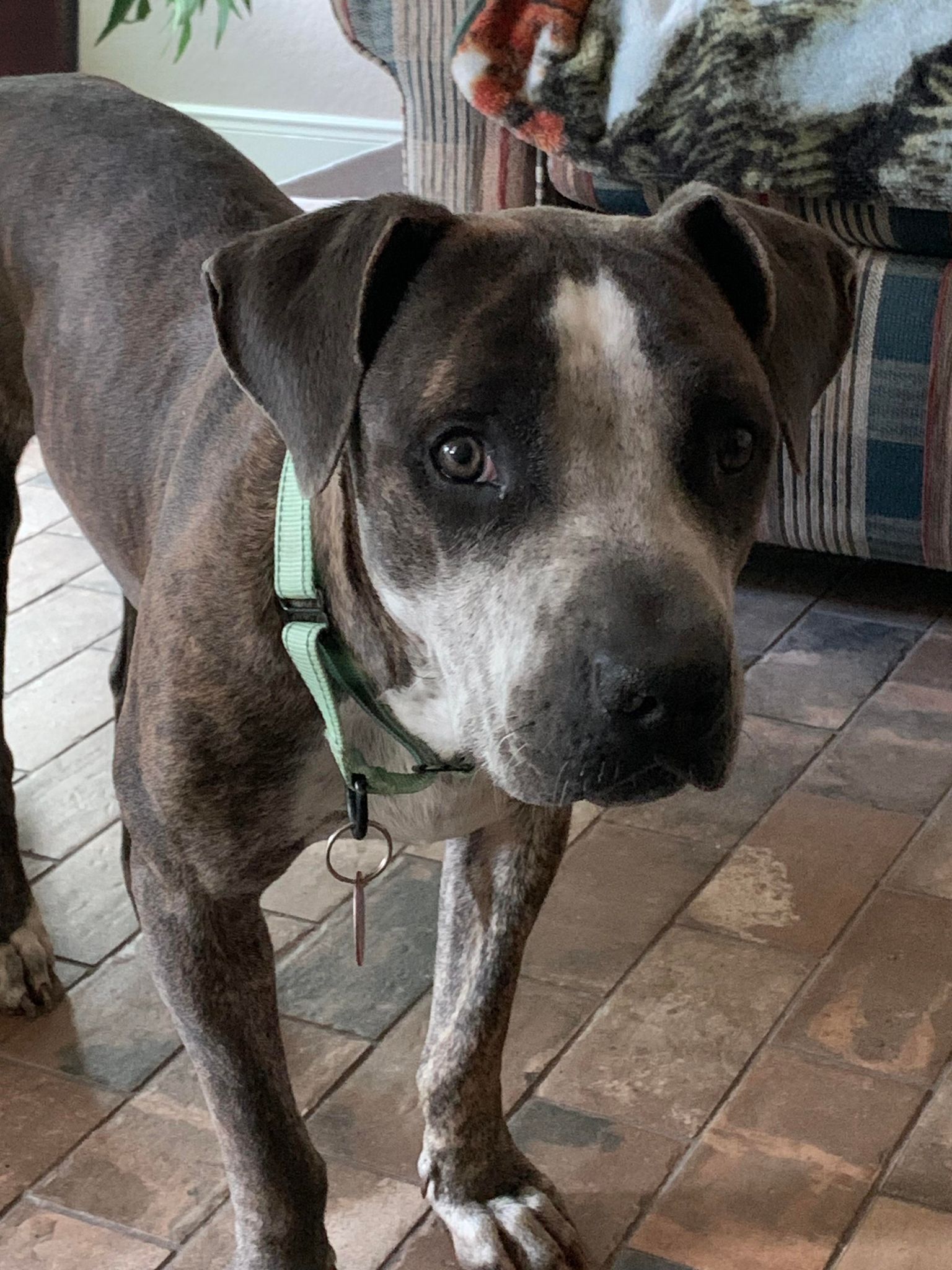 Dog for adoption Granger, an American Staffordshire Terrier Mix in