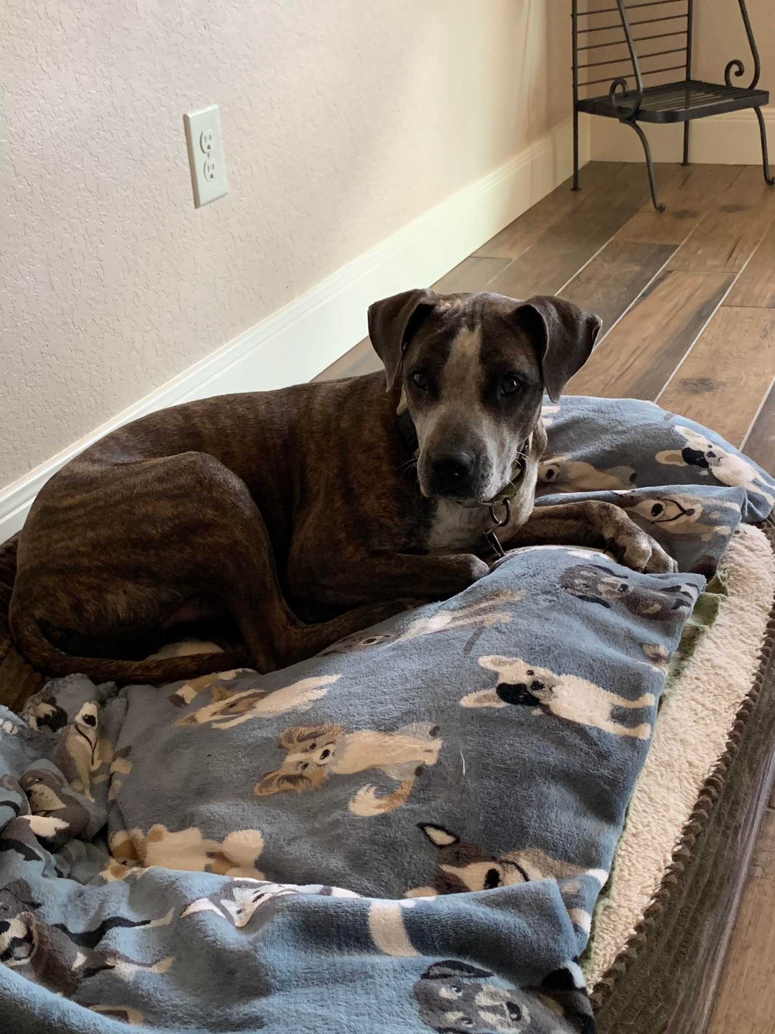 Dog for adoption Granger, an American Staffordshire Terrier Mix in San Marcos , TX Petfinder