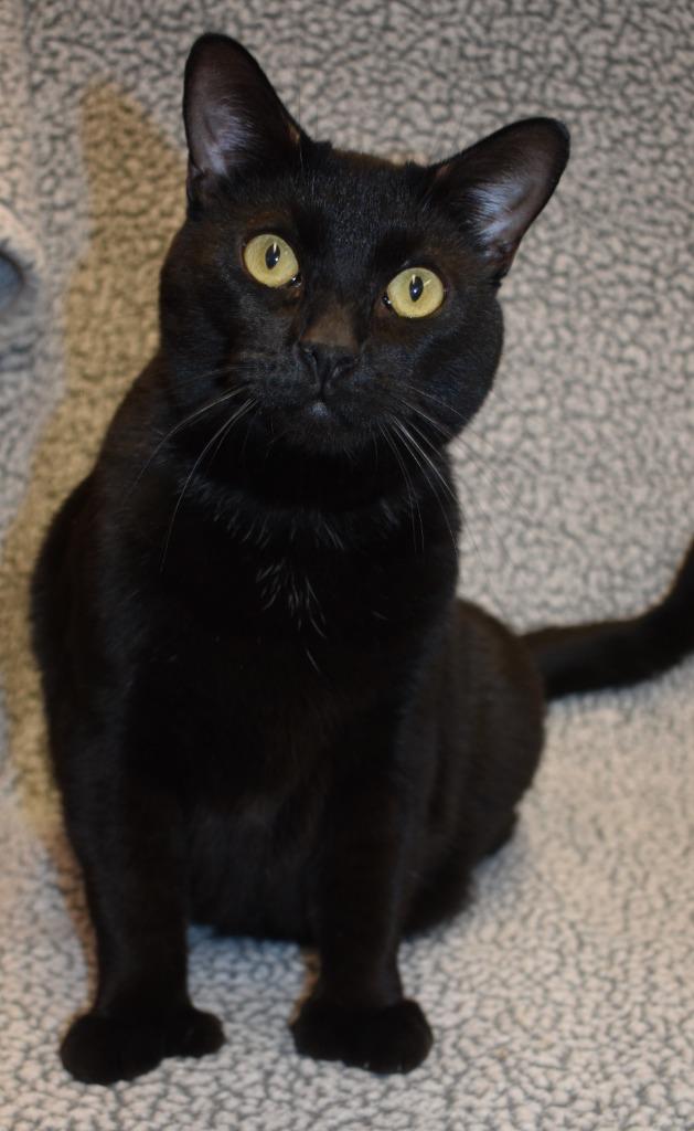 Granny, Adoptable, Adult Female Domestic Short Hair.