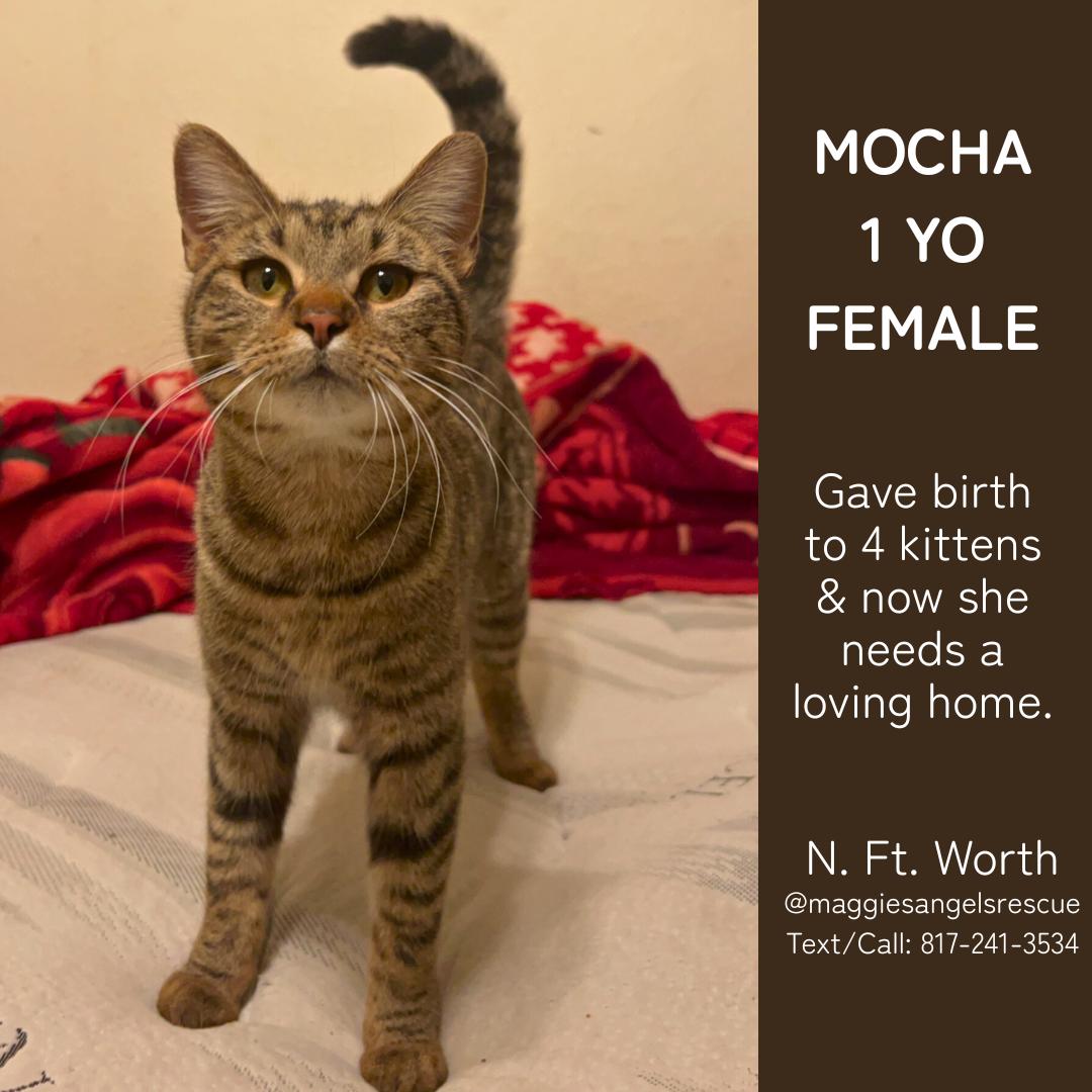 Enlarge Mocha, a Adopted Tabby in Keller, TX image 1/1