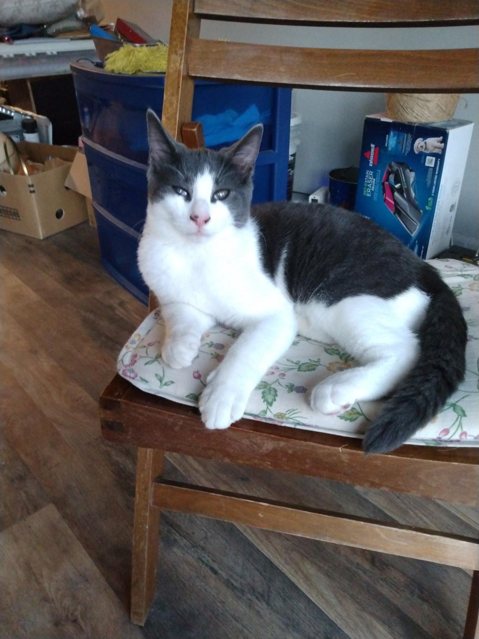 Enlarge Toby Mac, a Adoptable mixed breed in Clawson, MI image 1/1