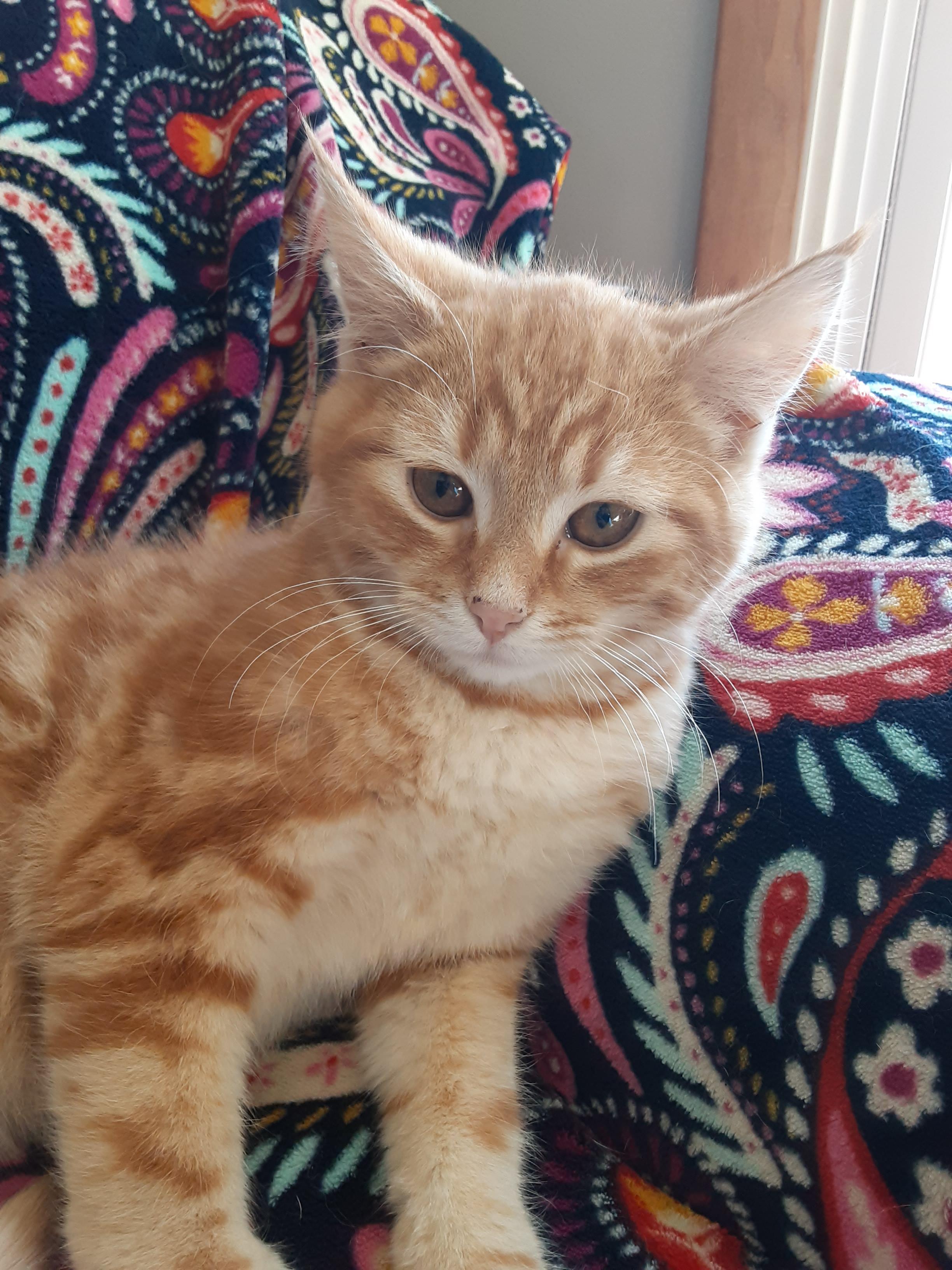 Geddy Lee, Adopted, Young Male Domestic Short Hair.