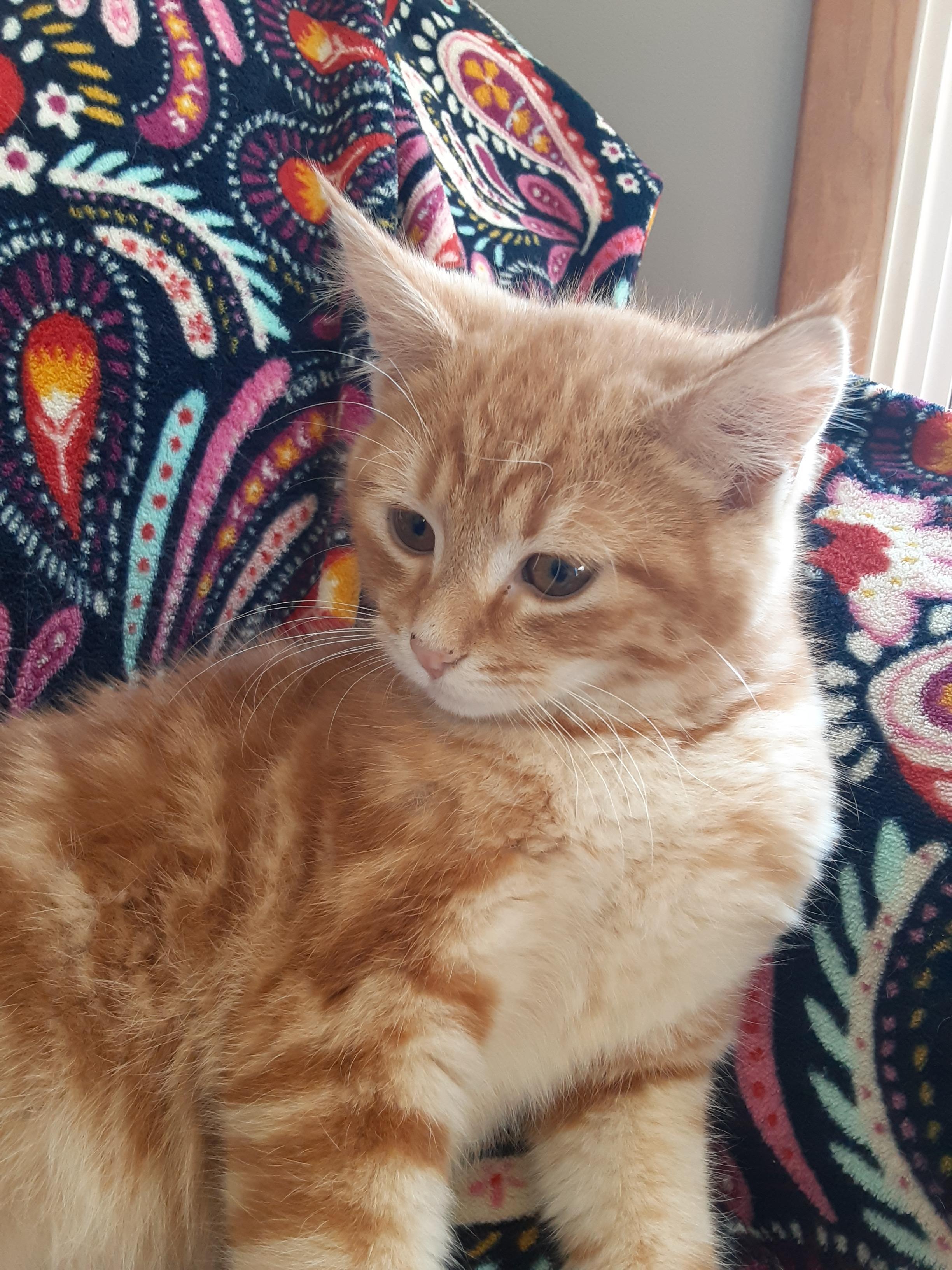 Enlarge Geddy Lee, a Adopted mixed breed in Hershey, PA image 2/6