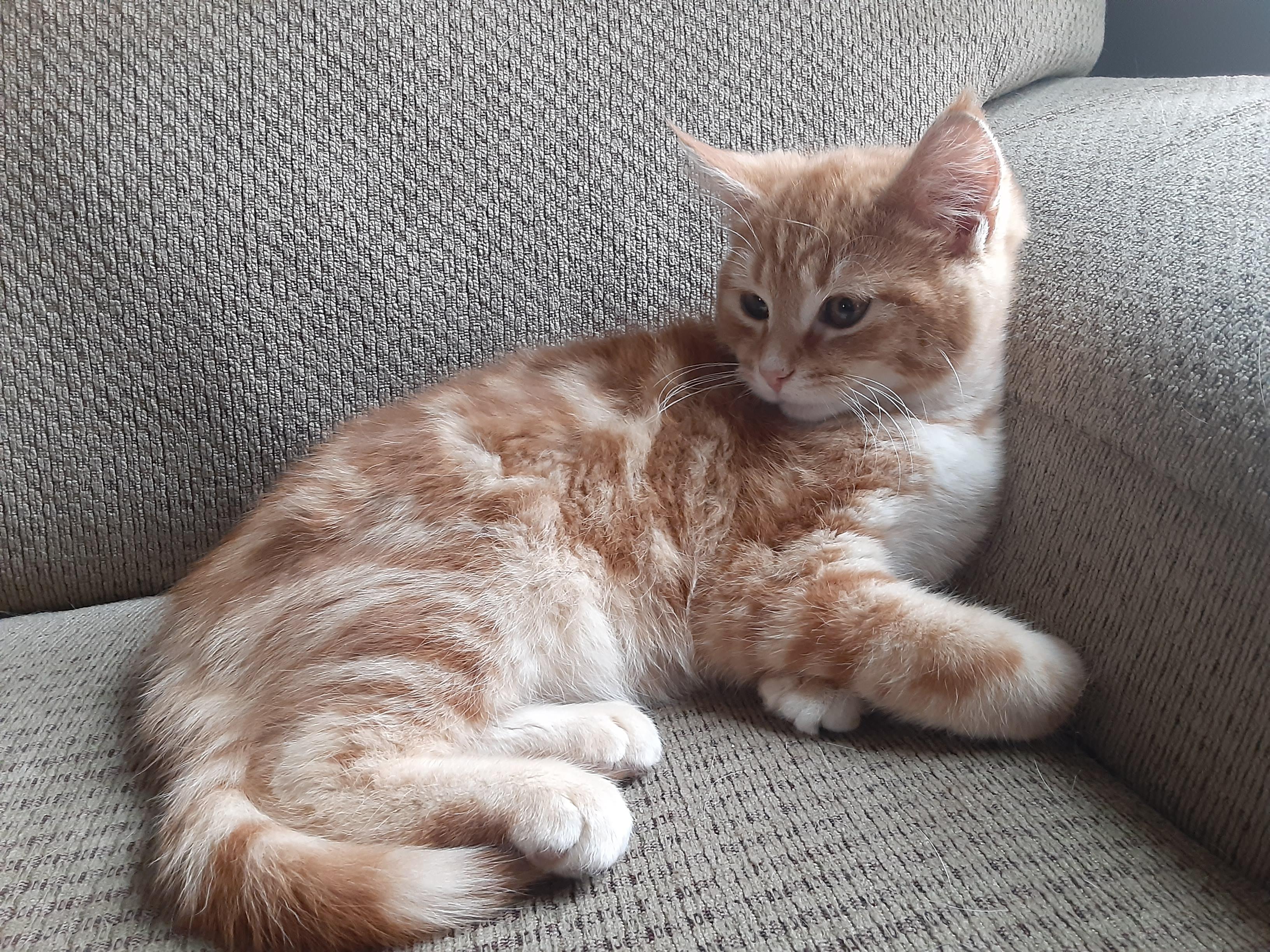 Enlarge Geddy Lee, a Adopted mixed breed in Hershey, PA image 3/6