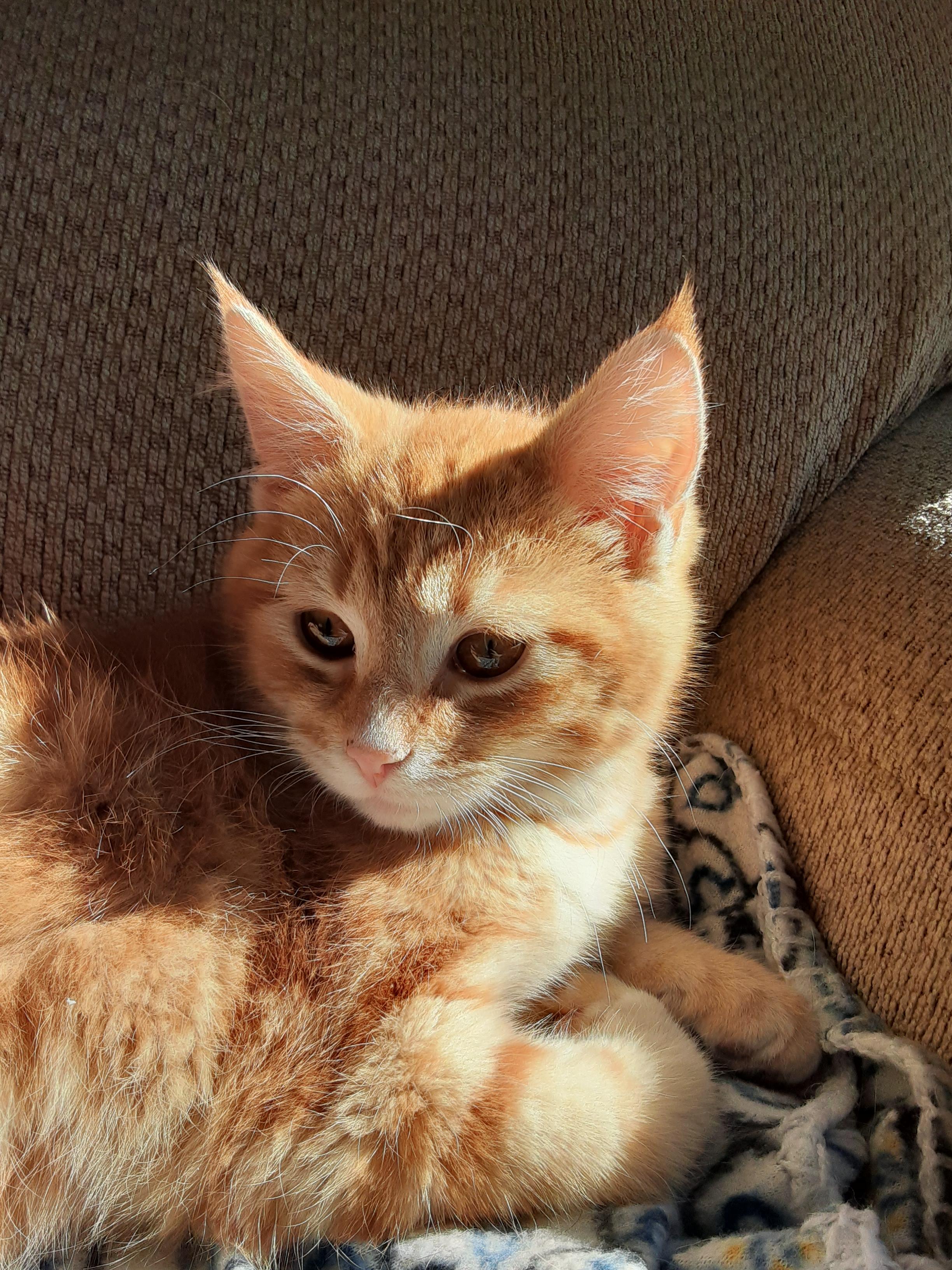 Enlarge Geddy Lee, a Adopted mixed breed in Hershey, PA image 4/6