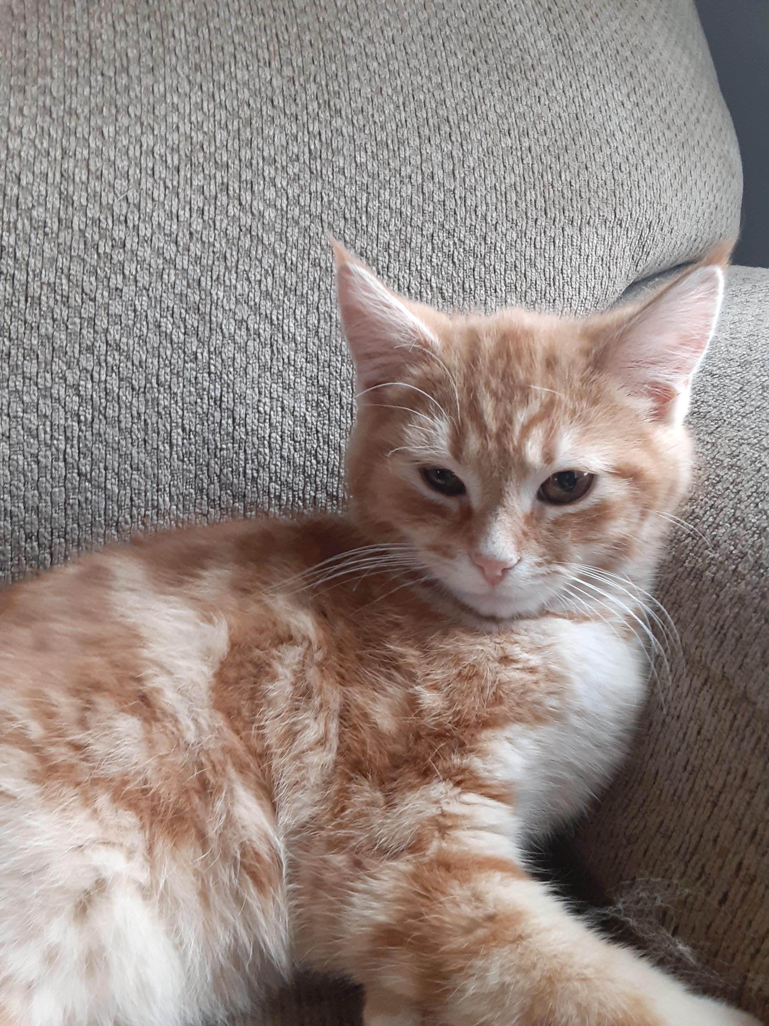 Enlarge Geddy Lee, a Adopted mixed breed in Hershey, PA image 5/6