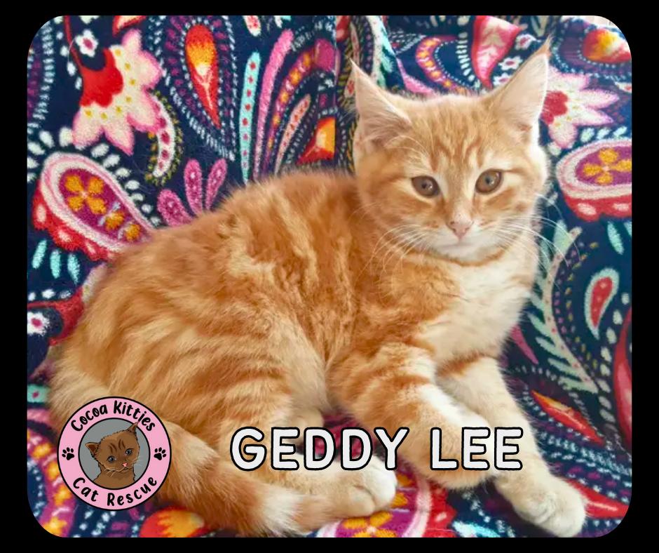 Enlarge Geddy Lee, a Adopted mixed breed in Hershey, PA image 6/6