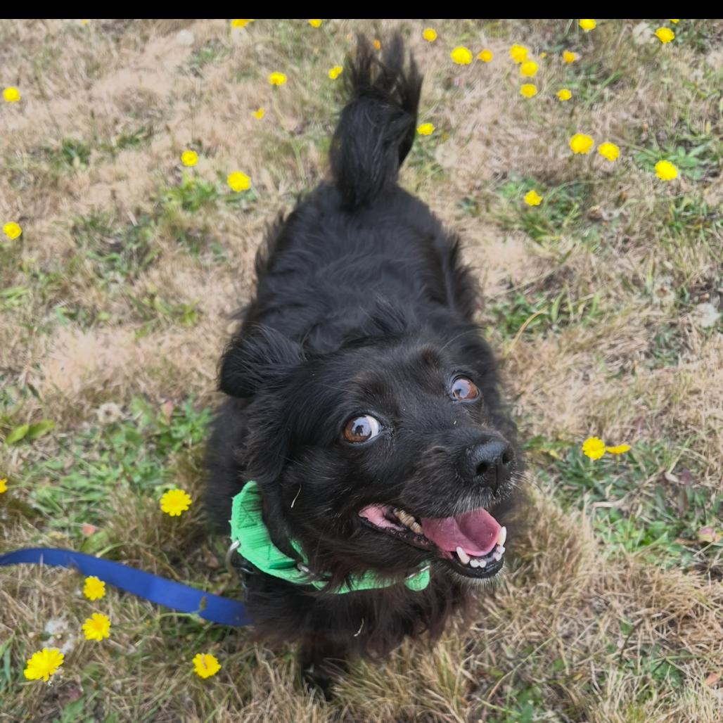 Pickles, Adoptable, Senior Female Papillon.