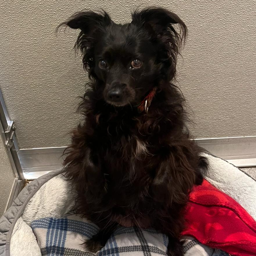 Enlarge Pickles, a Adoptable Papillon in Port Angeles, WA image 2/3