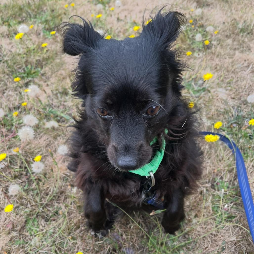 Enlarge Pickles, a Adoptable Papillon in Port Angeles, WA image 3/3