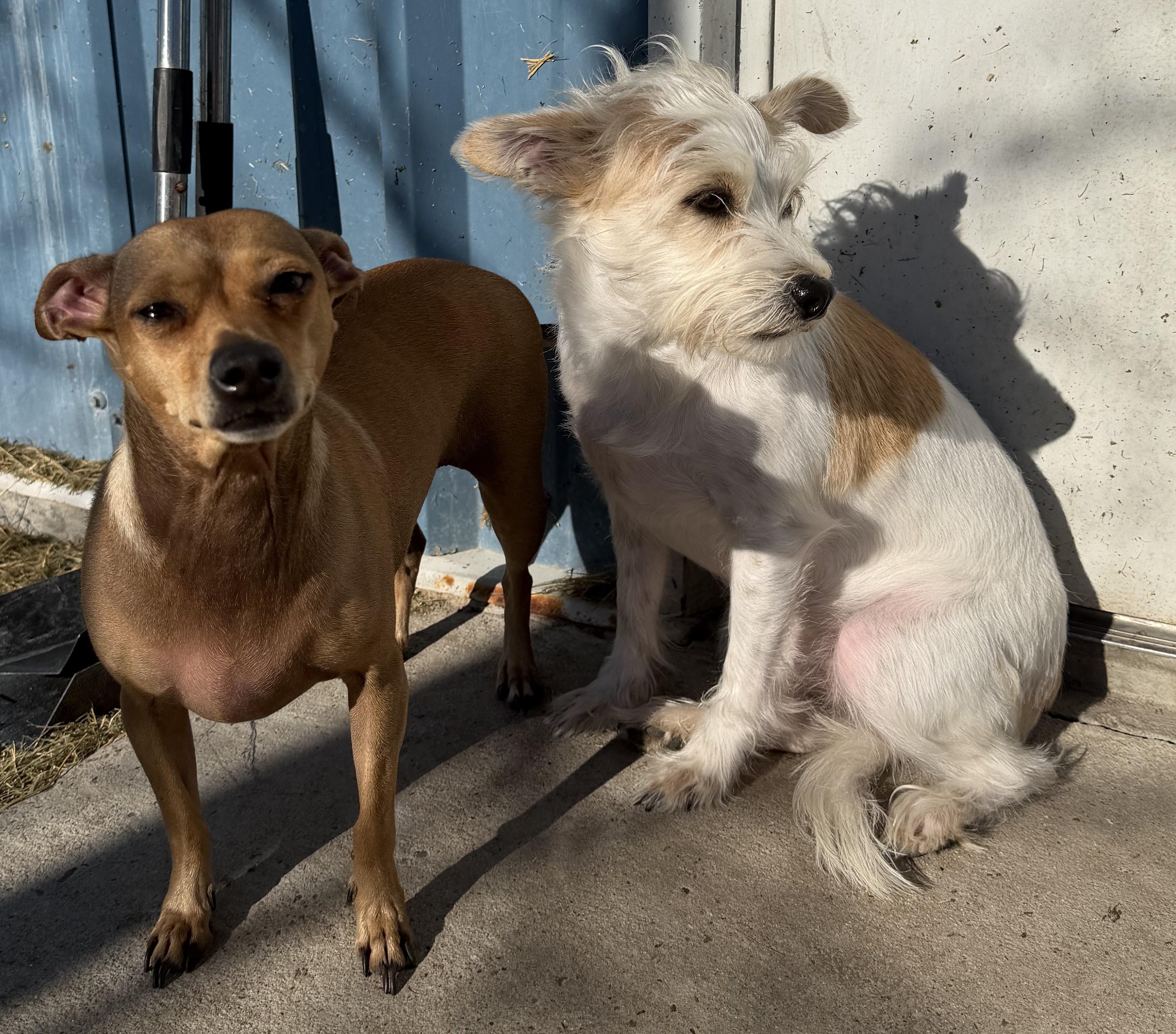 Enlarge Pippa & Lola, an adoptable Mixed Breed in Aransas Pass, TX image 4/6