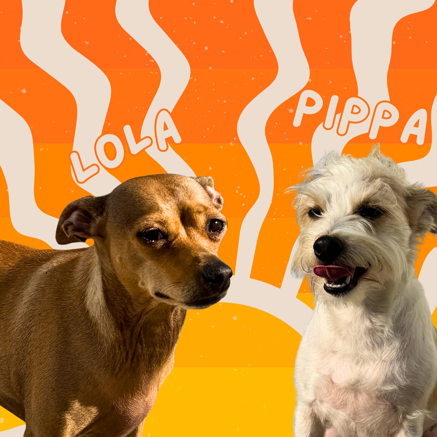 Enlarge Pippa & Lola, an adoptable Mixed Breed in Aransas Pass, TX image 1/6