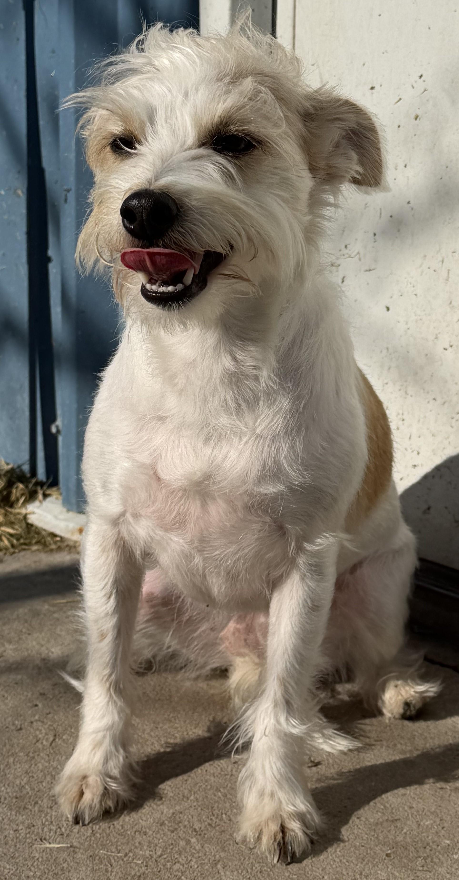 Enlarge Pippa & Lola, an adoptable Mixed Breed in Aransas Pass, TX image 5/6