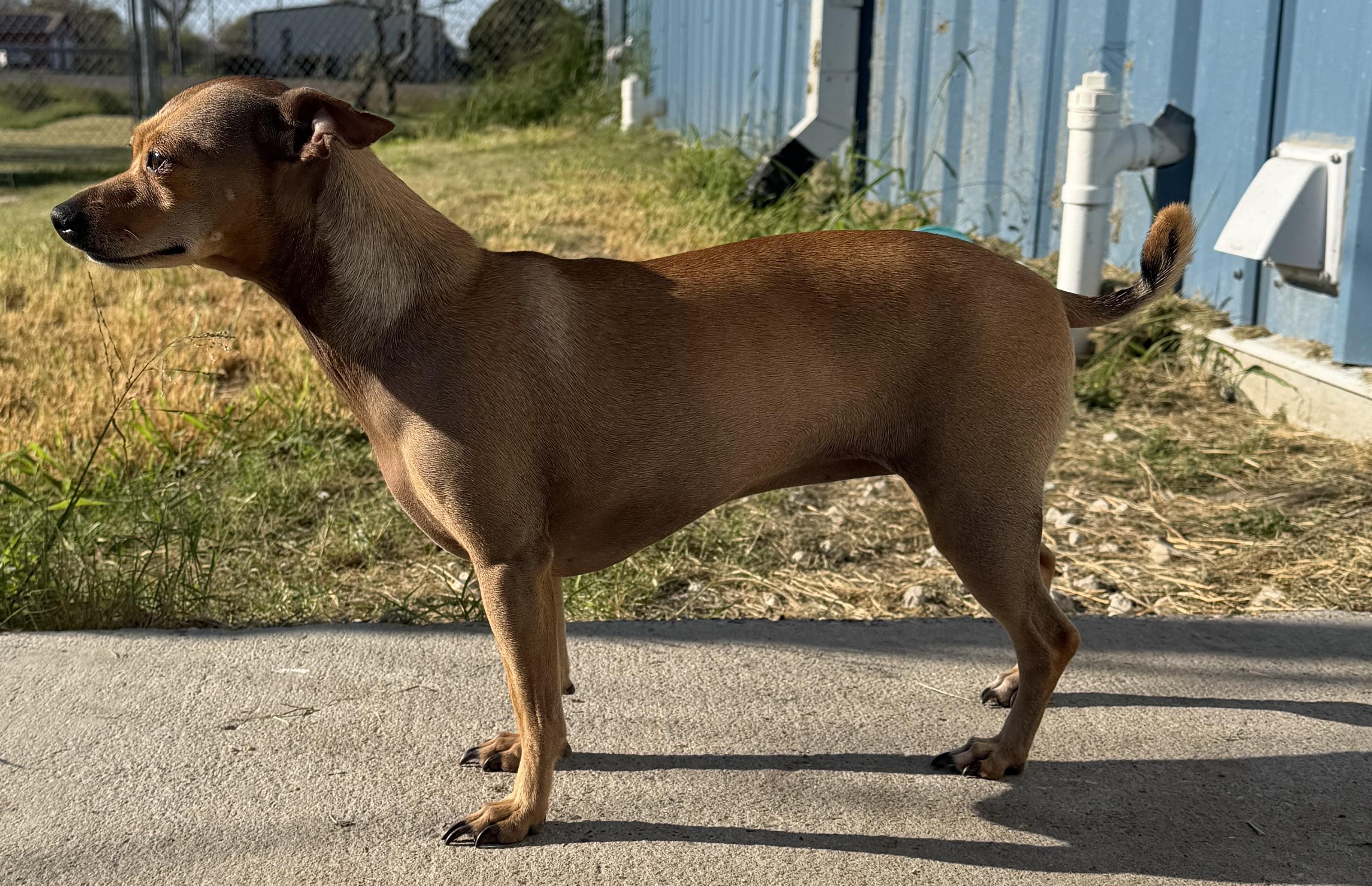 Enlarge Pippa & Lola, an adoptable Mixed Breed in Aransas Pass, TX image 3/6