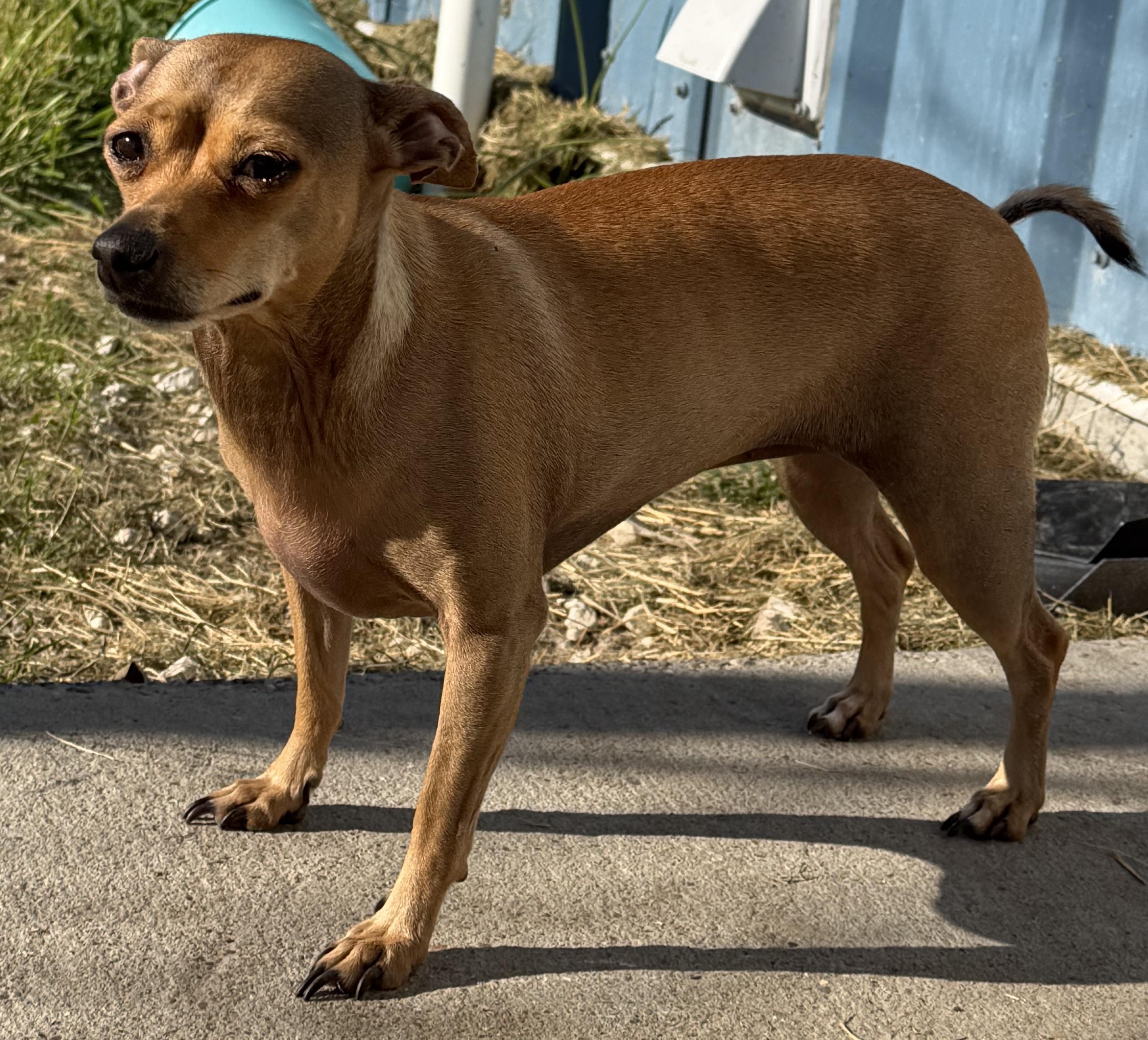 Enlarge Pippa & Lola, an adoptable Mixed Breed in Aransas Pass, TX image 6/6