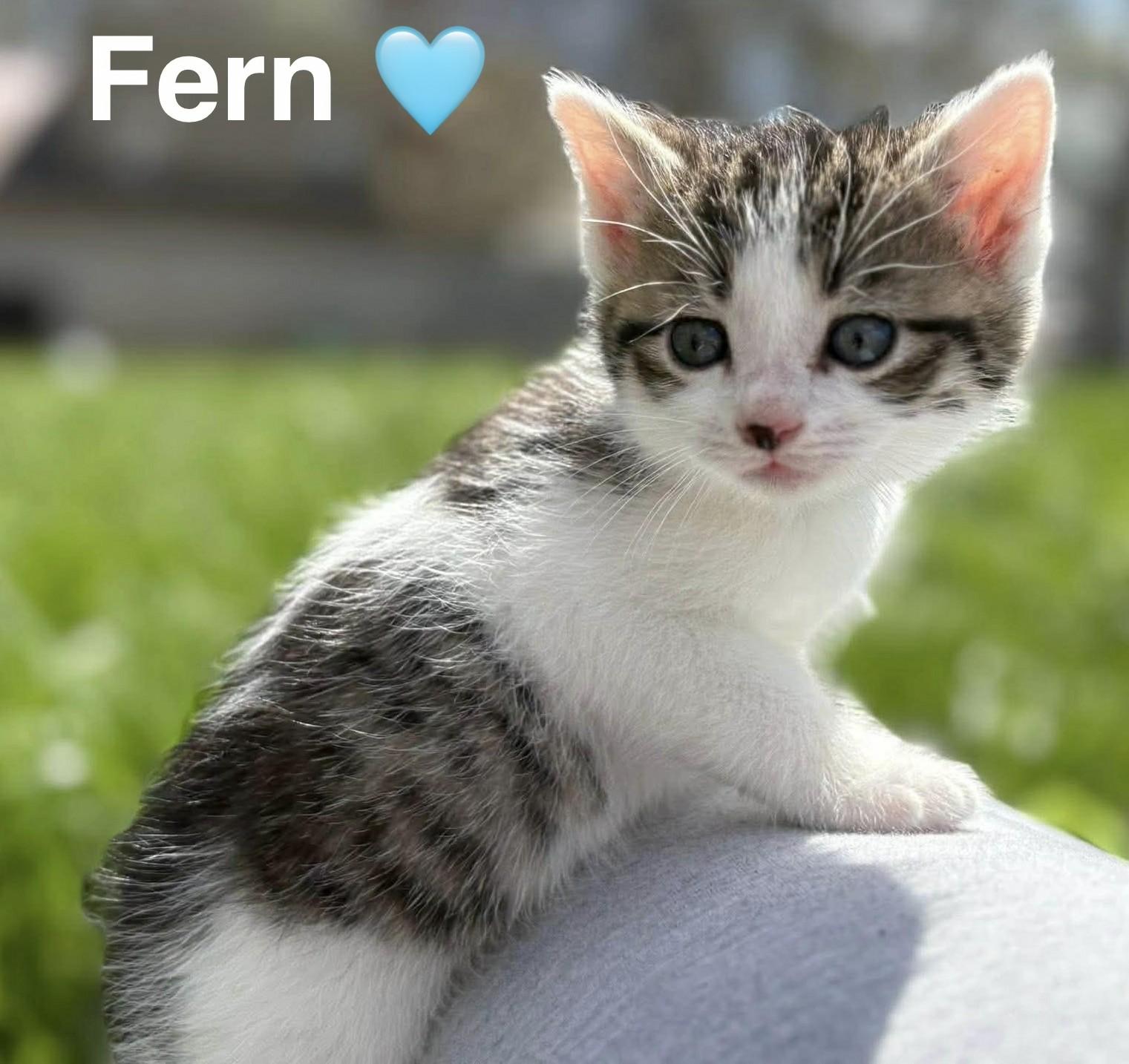 Fern, ADOPTABLE, Kitten Male Tabby.