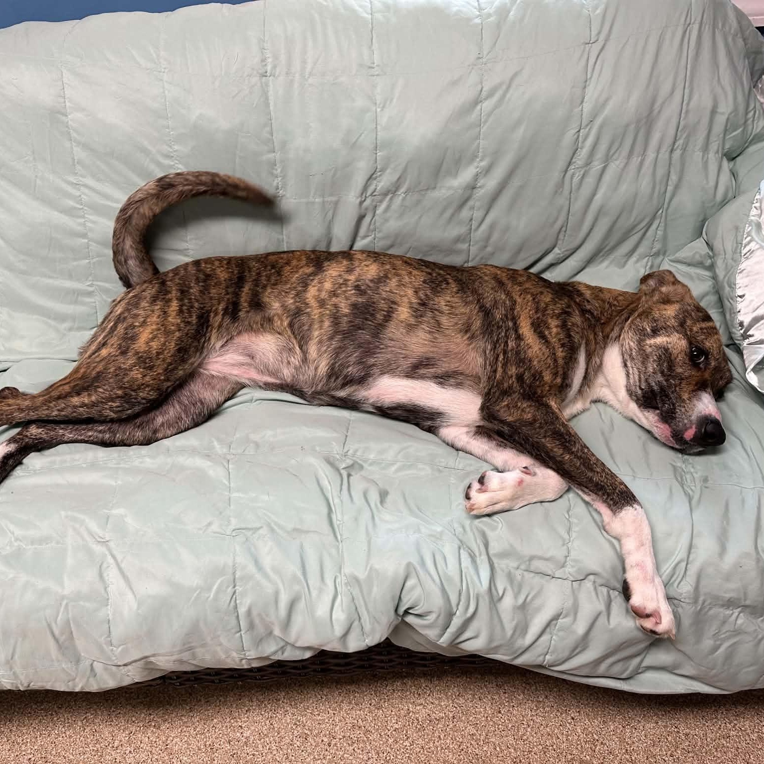 Enlarge Pocus, a Adoptable Plott Hound in Sunderland, MD image 5/5