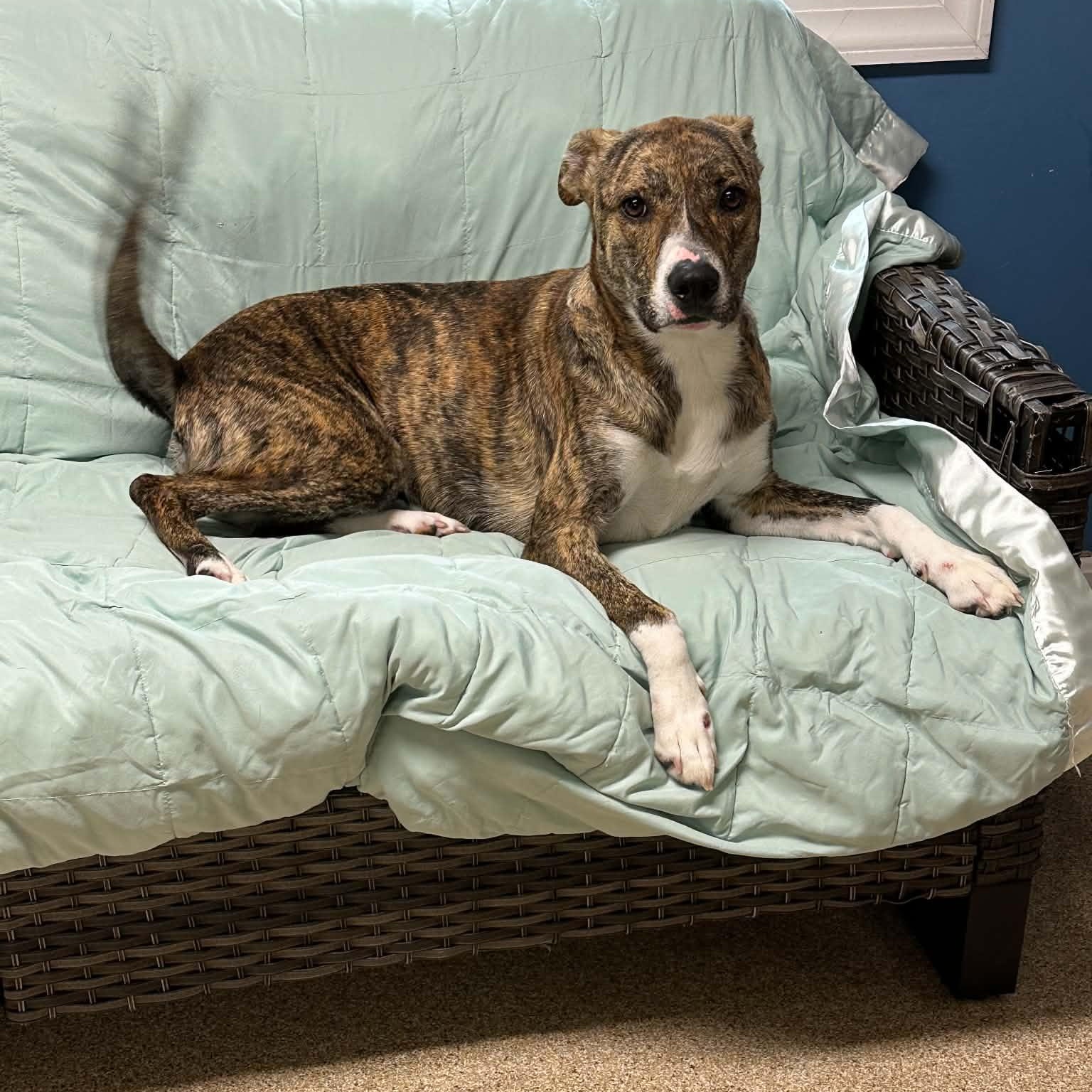 Enlarge Pocus, a Adoptable Plott Hound in Sunderland, MD image 4/5