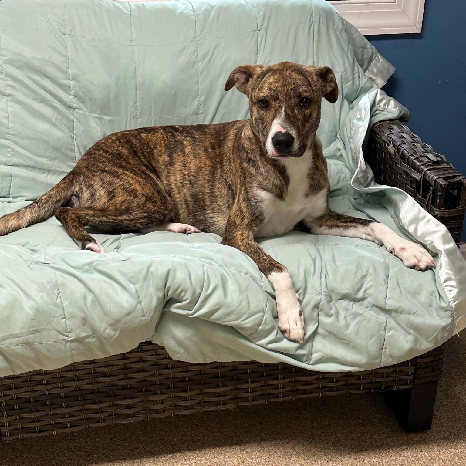 Enlarge Pocus, a Adoptable Plott Hound in Sunderland, MD image 3/5