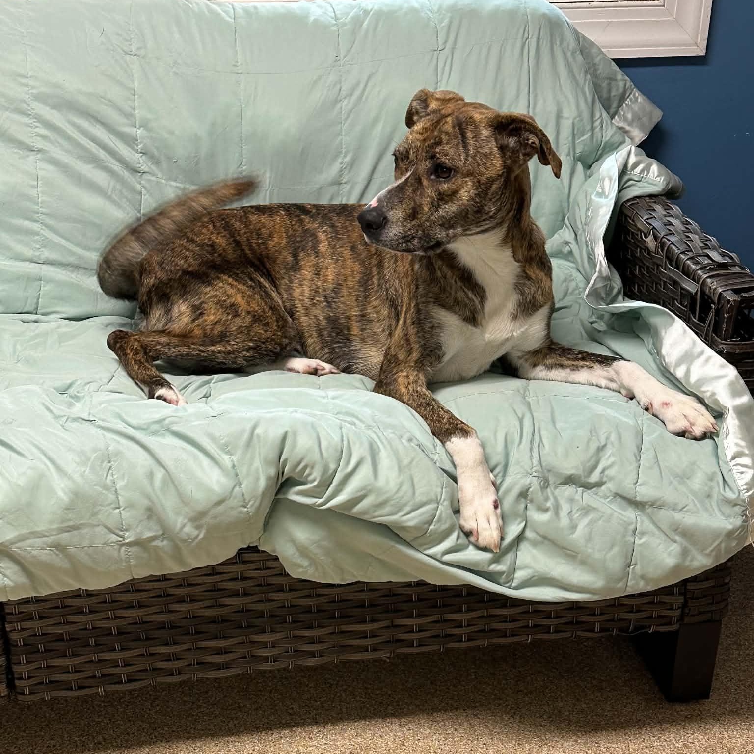 Enlarge Pocus, a Adoptable Plott Hound in Sunderland, MD image 2/5
