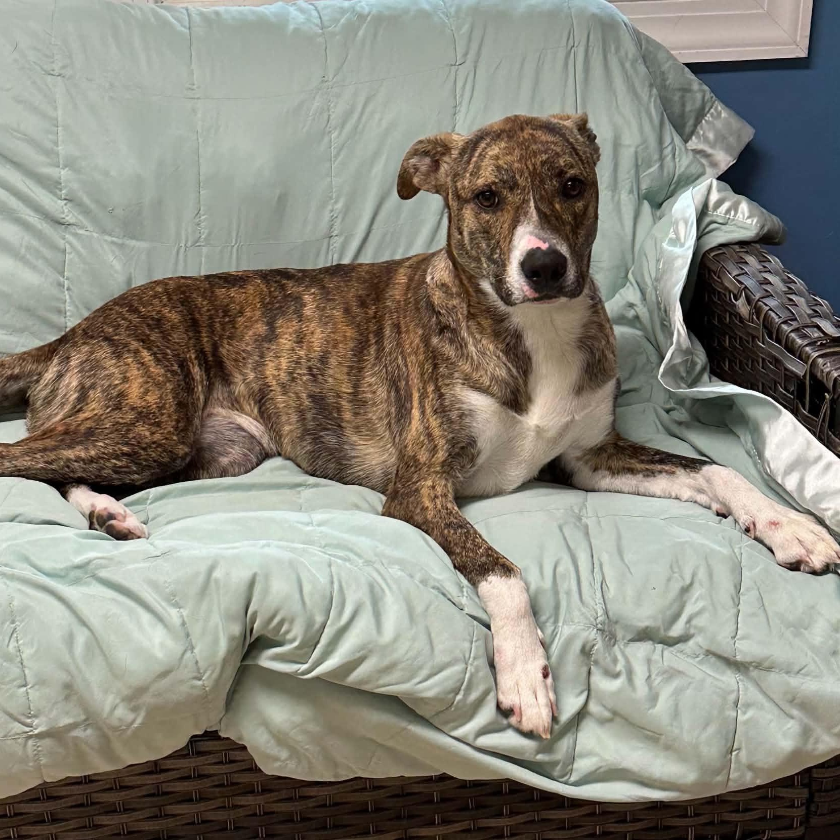 Pocus, Adoptable, Young Female Plott Hound.