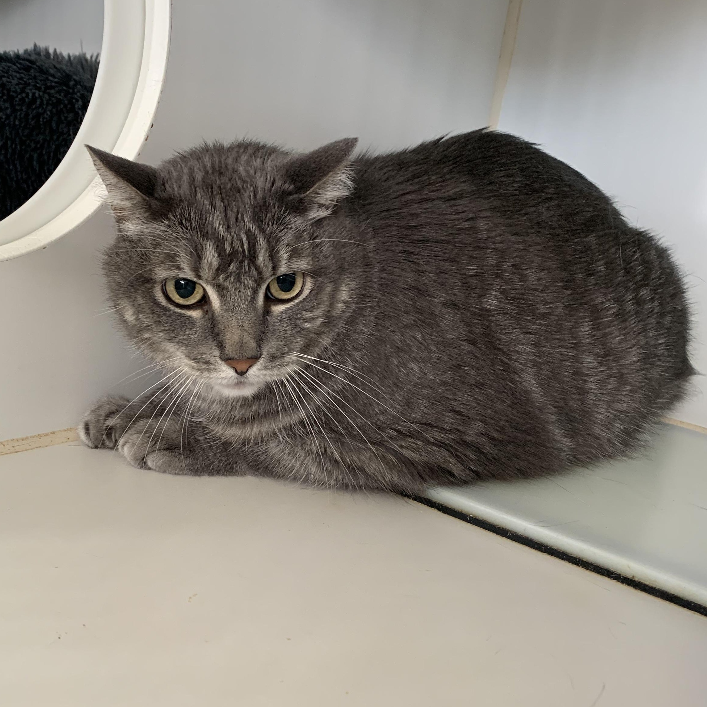 Enlarge Melvin, a ADOPTABLE Domestic Short Hair in Grass Valley, CA image 1/2
