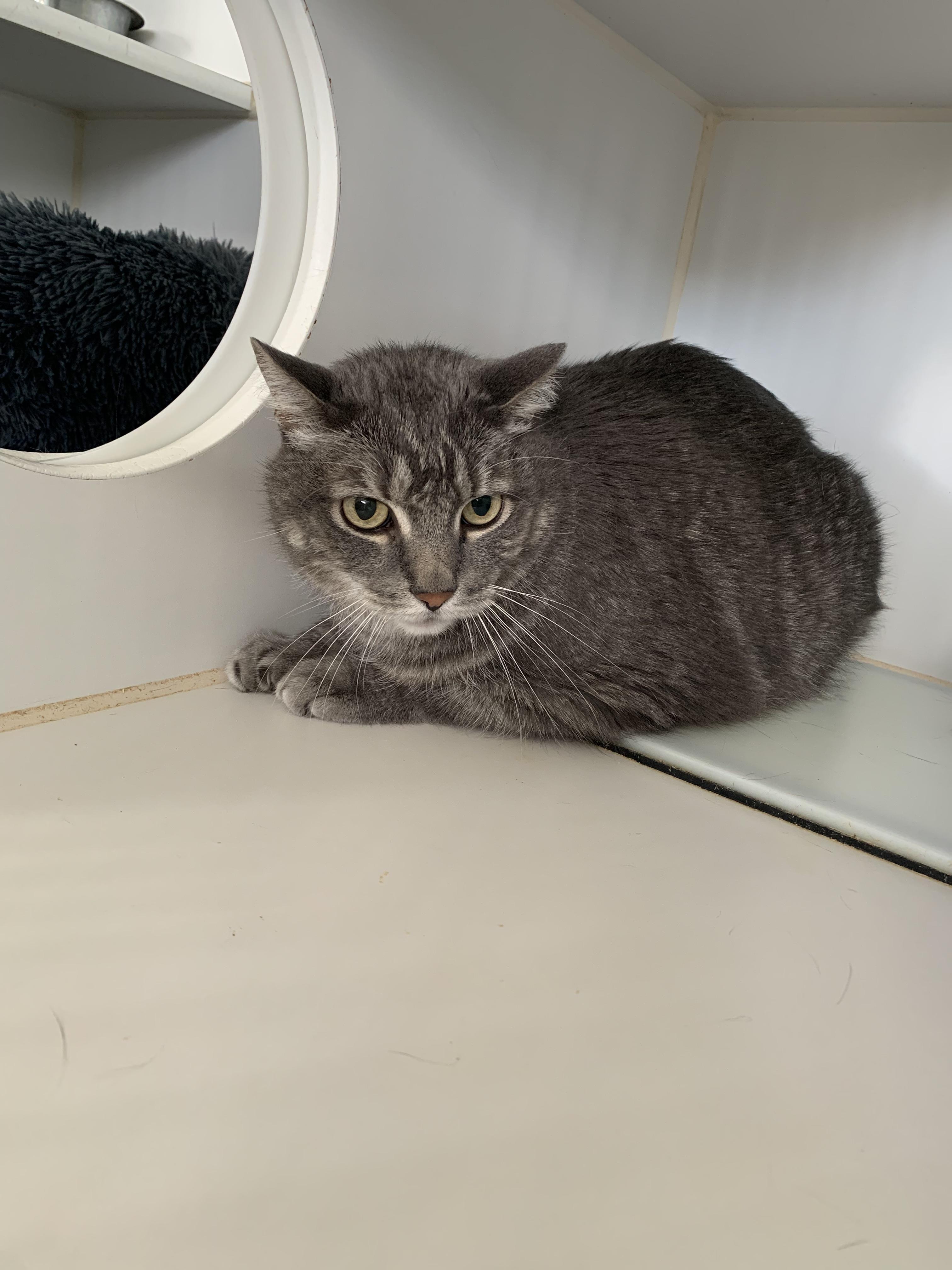 Enlarge Melvin, a ADOPTABLE Domestic Short Hair in Grass Valley, CA image 2/2