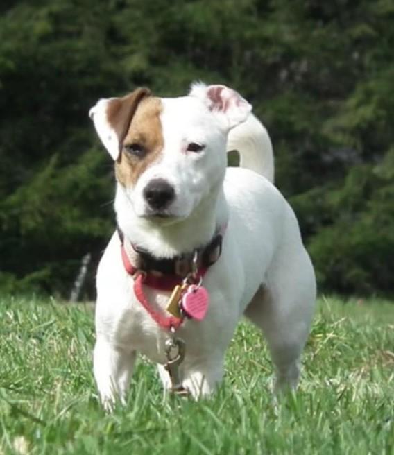 Sweetie Concrete, ADOPTABLE, Young Female Jack Russell Terrier.