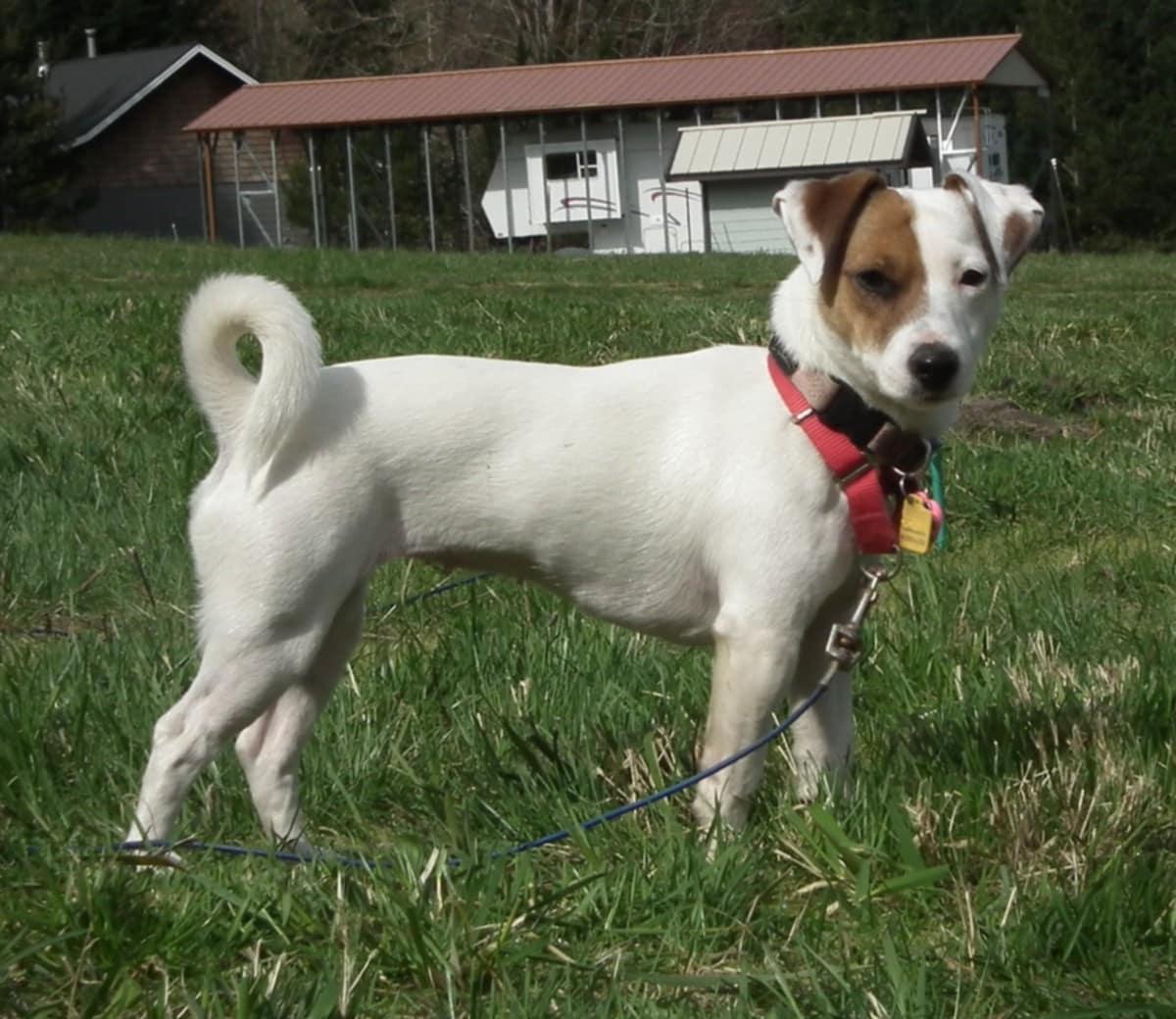 Sweetie Concrete, a ADOPTABLE Jack Russell Terrier in Clatskanie, OR image 6/6