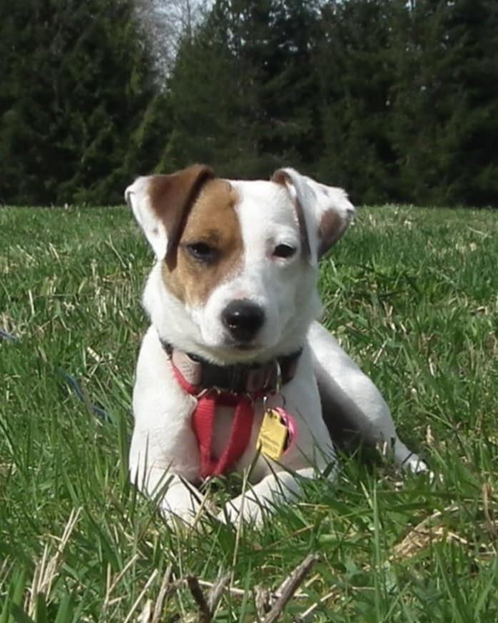Sweetie Concrete, a ADOPTABLE Jack Russell Terrier in Clatskanie, OR image 1/6