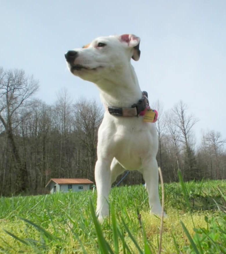 Sweetie Concrete, a ADOPTABLE Jack Russell Terrier in Clatskanie, OR image 5/6