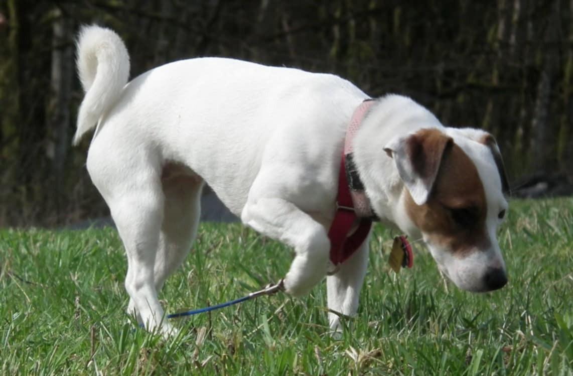 Sweetie Concrete, a ADOPTABLE Jack Russell Terrier in Clatskanie, OR image 3/6