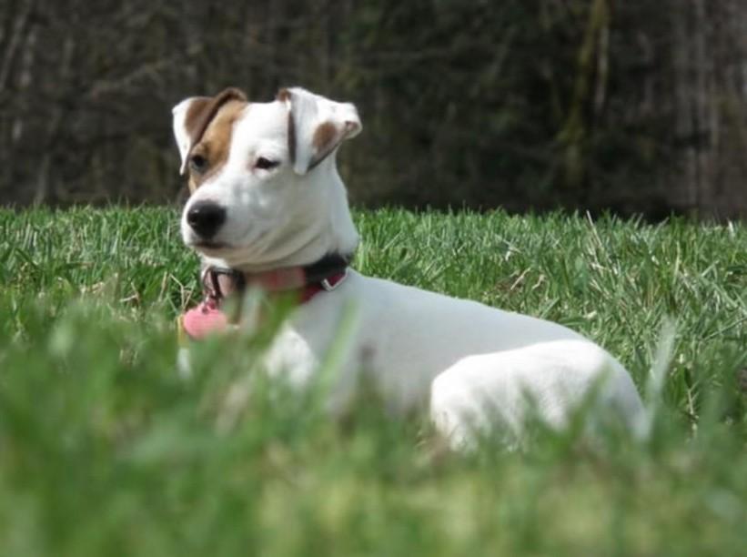 Sweetie Concrete, ADOPTABLE, Young Female Jack Russell Terrier.